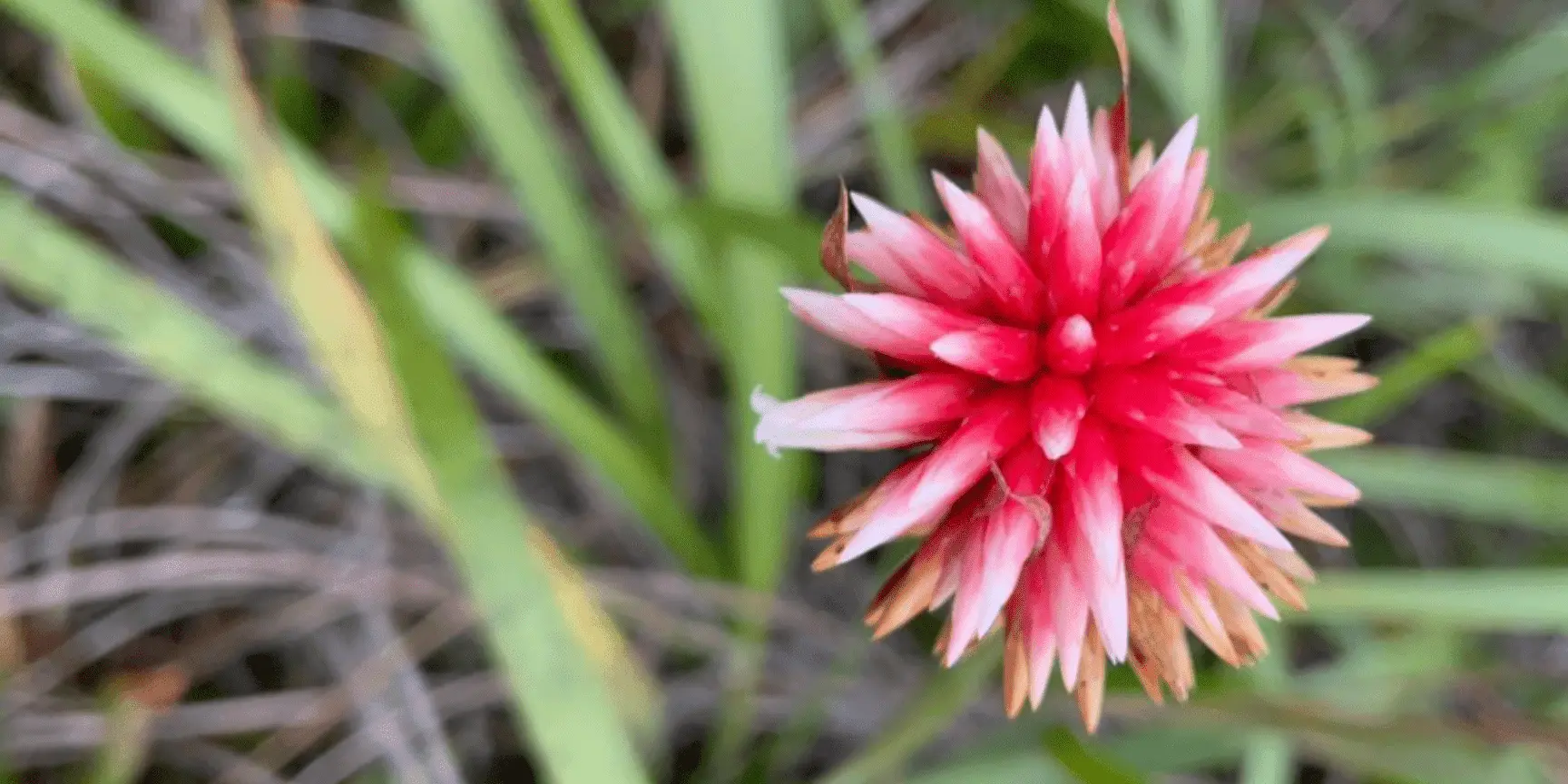 Colombia Conmemora el Día de la Diversidad Biológica. Colombia Conmemora el Día de la Diversidad Biológica.