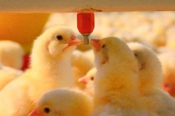 Palmira Impulsa Sector Avícola con Evento. Palmira Impulsa Sector Avícola con Evento.