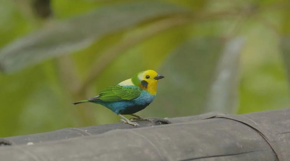Aves: Valle Lidera Red Nacional. Aves: Valle Lidera Red Nacional.