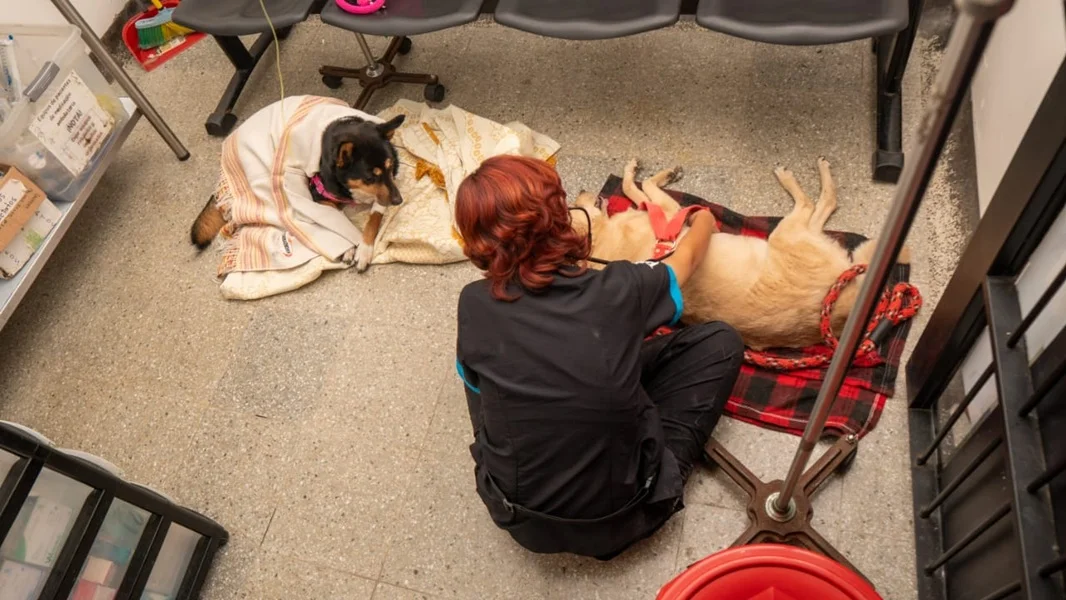 Bienestar Animal Cali Tiene Urgencias 24/7 para tus Peluditos.