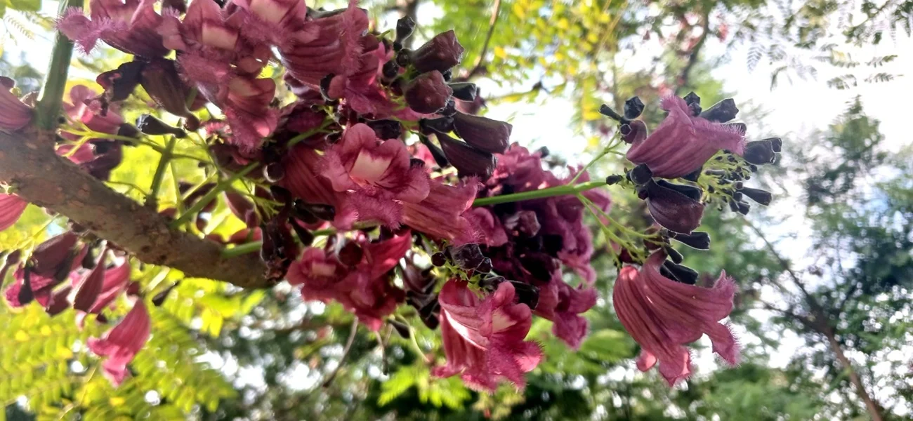 Gualanday Vino-Tinto, el Renacer Verde que Florece en Cali. Gualanday Vino-Tinto, el Renacer Verde que Florece en Cali.